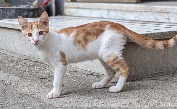 Artù, Gattino 5 Mesi Taglia Media – Dolcissimo E Fusone